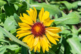 Image of Common perennial gaillardia