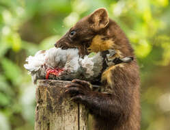 Image of European Pine Marten