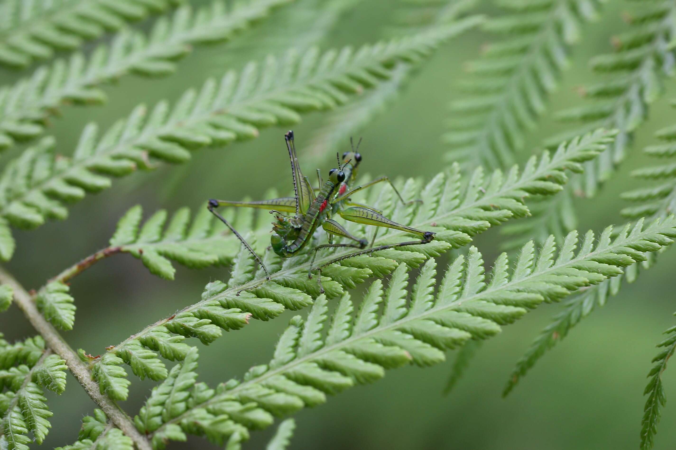 Image of monkey grasshoppers