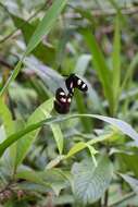 Image of Crimson Patched Longwing