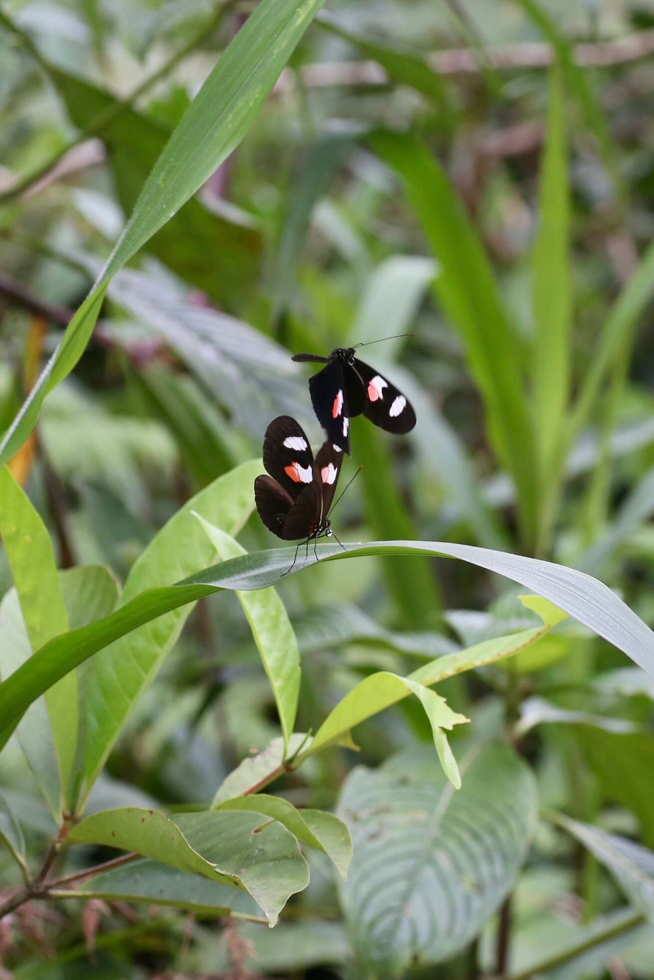 Image of Crimson Patched Longwing