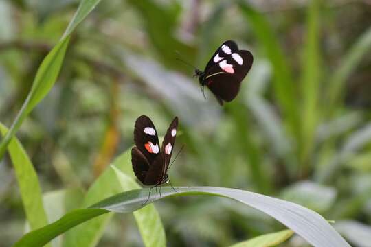 Image of Crimson Patched Longwing