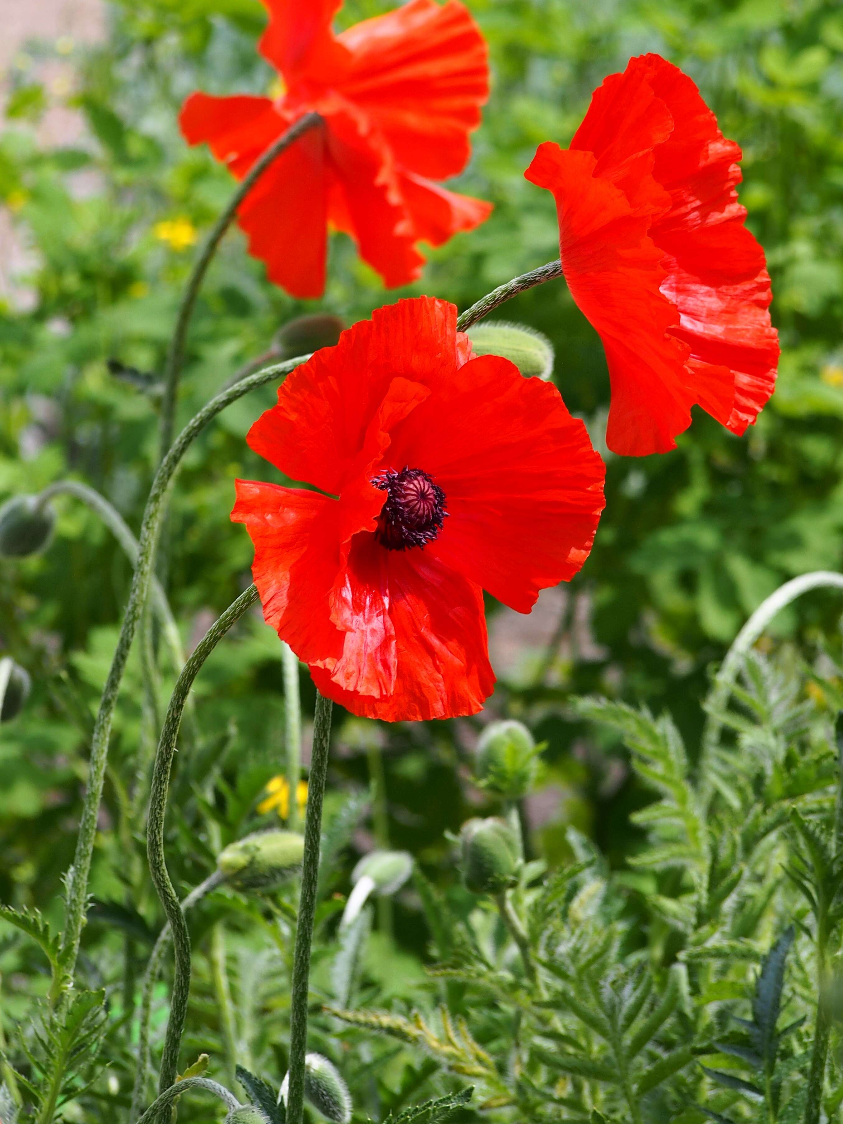 Image of Oriental poppy