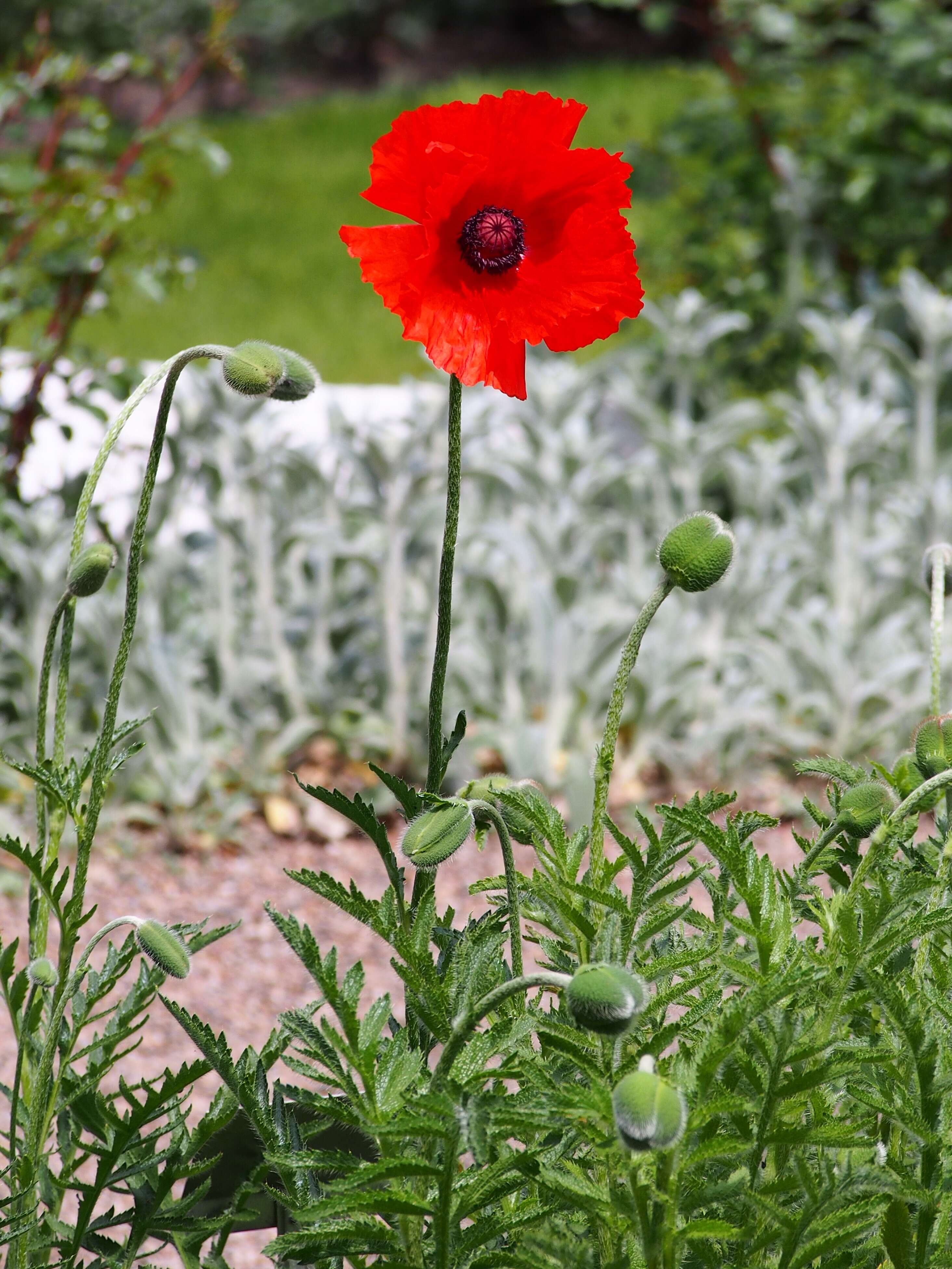 Image of Oriental poppy