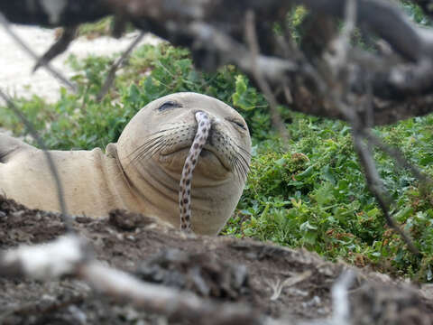 Image of Hawaiian Monk Seal