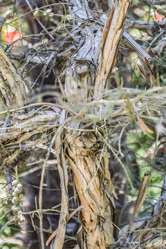 Image of Melaleuca elliptica Labill.