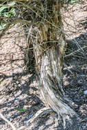 Image of Melaleuca elliptica Labill.