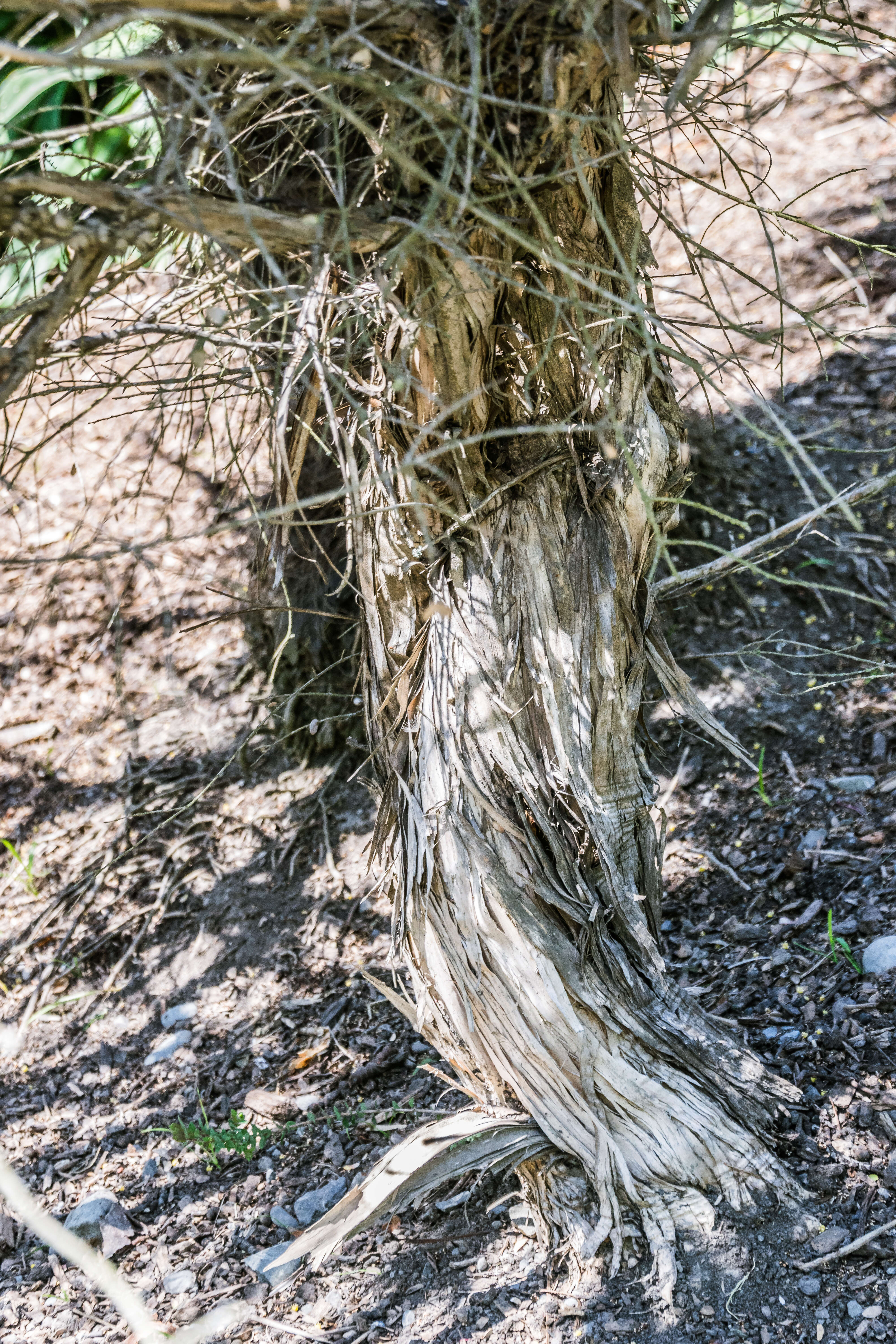 Image of Melaleuca elliptica Labill.