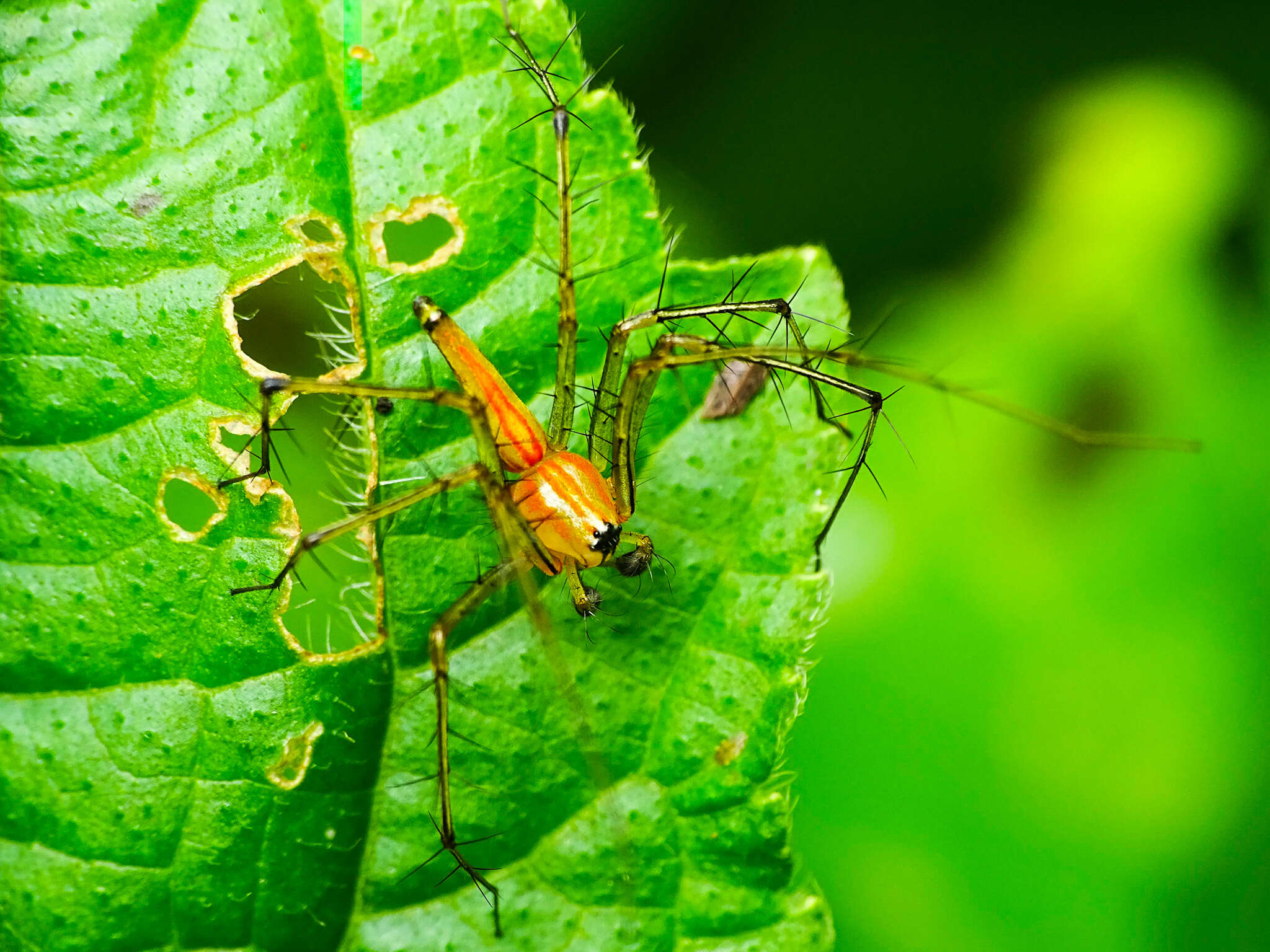 Image of lynx spider