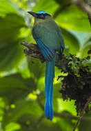 Image of Andean Motmot