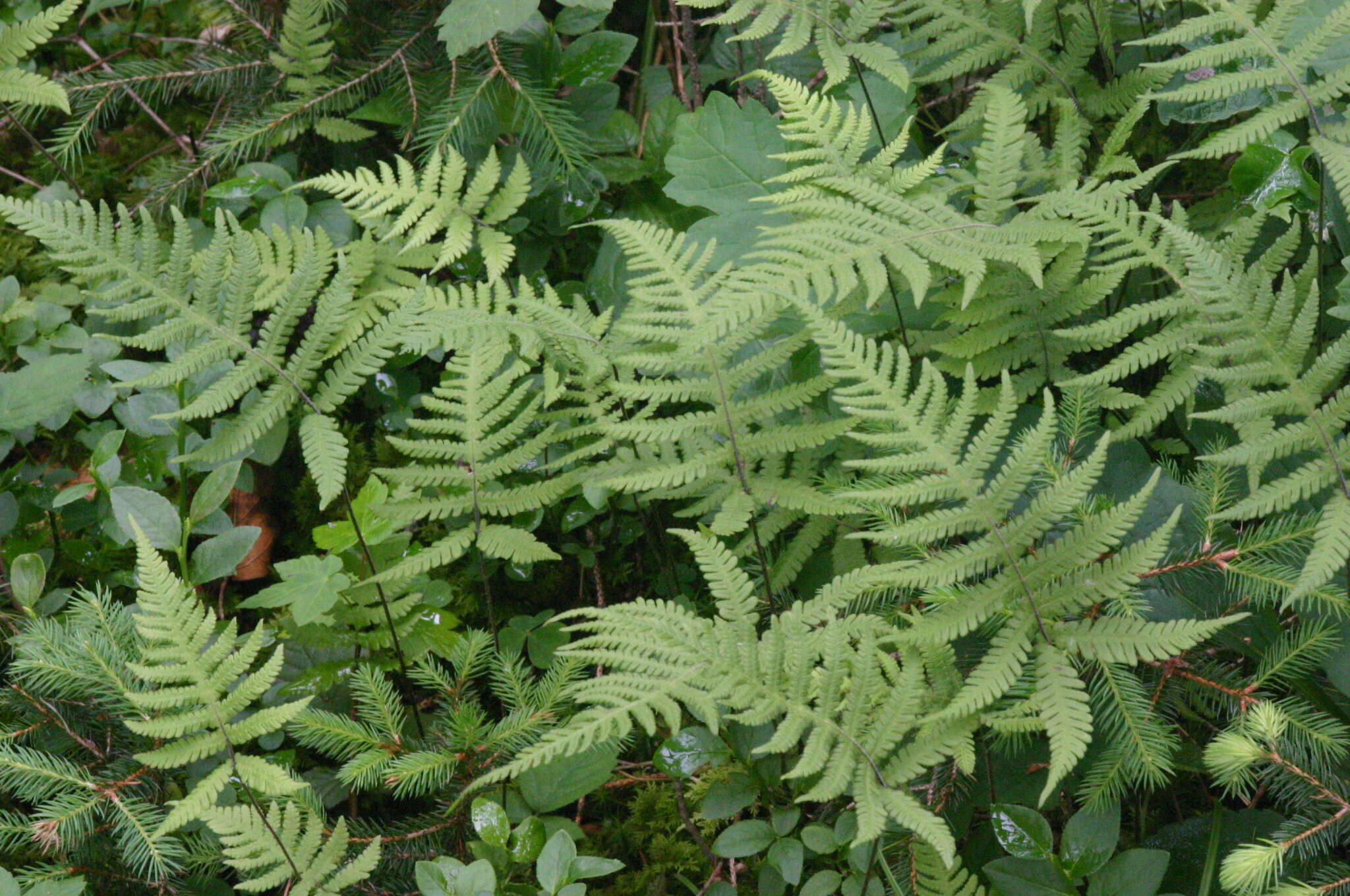 Image of Beech Fern