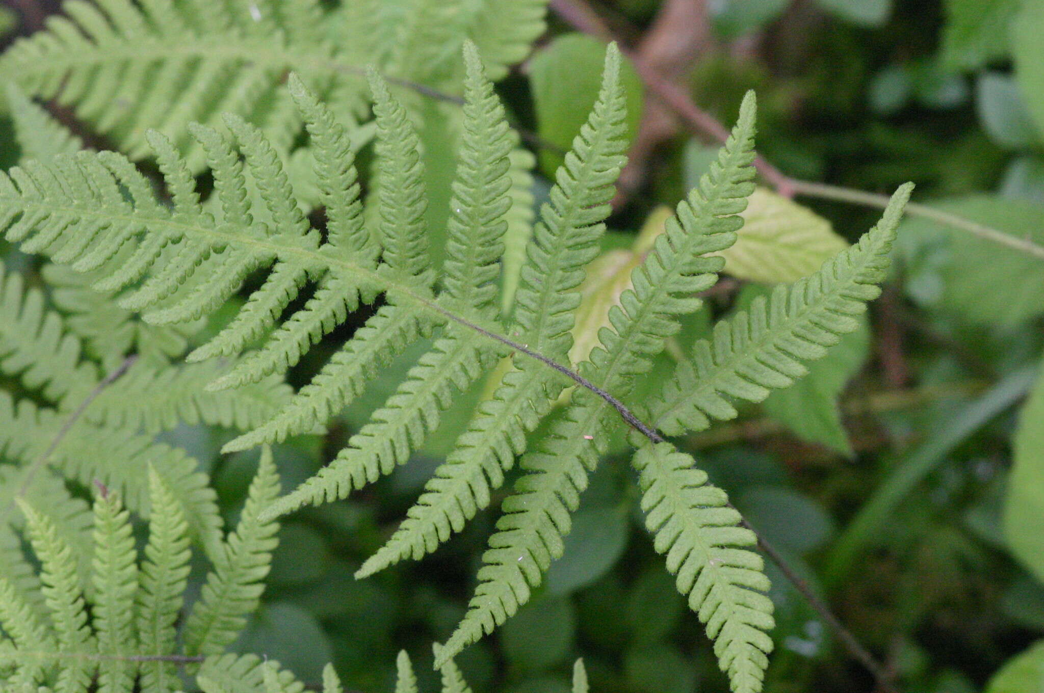 Phegopteris connectilis (Michx.) Watt resmi