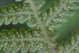 Image of Beech Fern