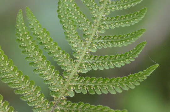 Image of Beech Fern