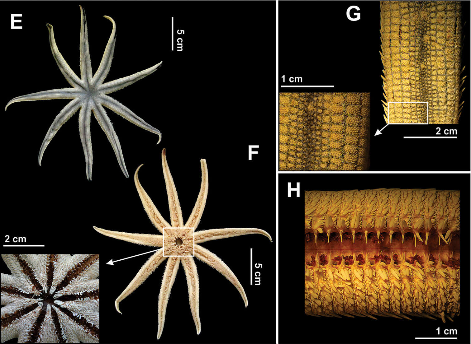 Image of Luidia senegalensis (Lamarck 1816)