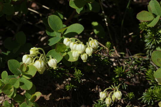 Image of alpine bilberry