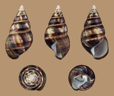 Image of <i>Liguus fasciatus</i>