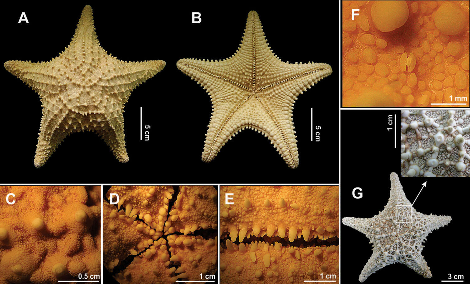 Image of Red cushion sea star