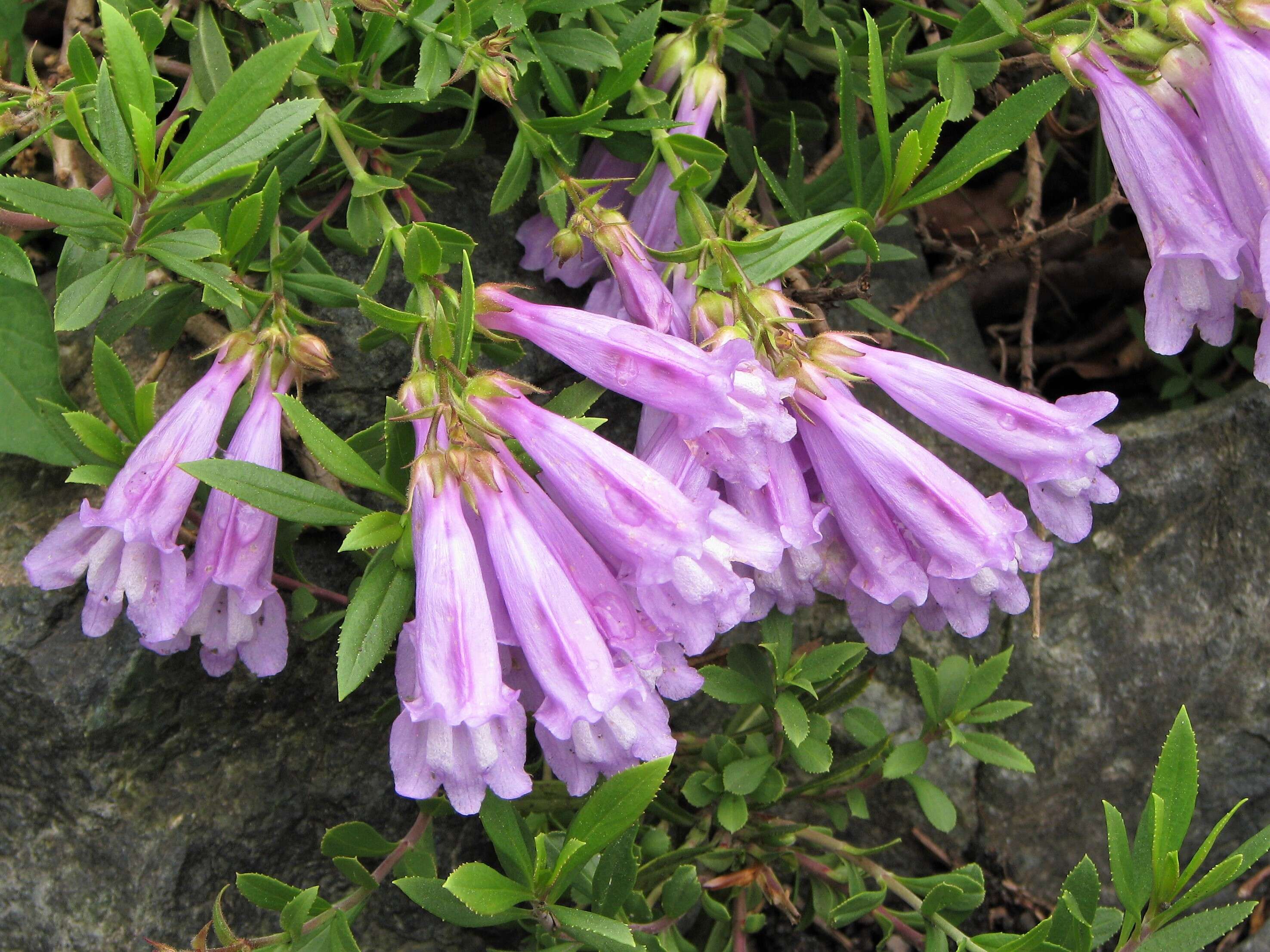 Image of Davidson's penstemon