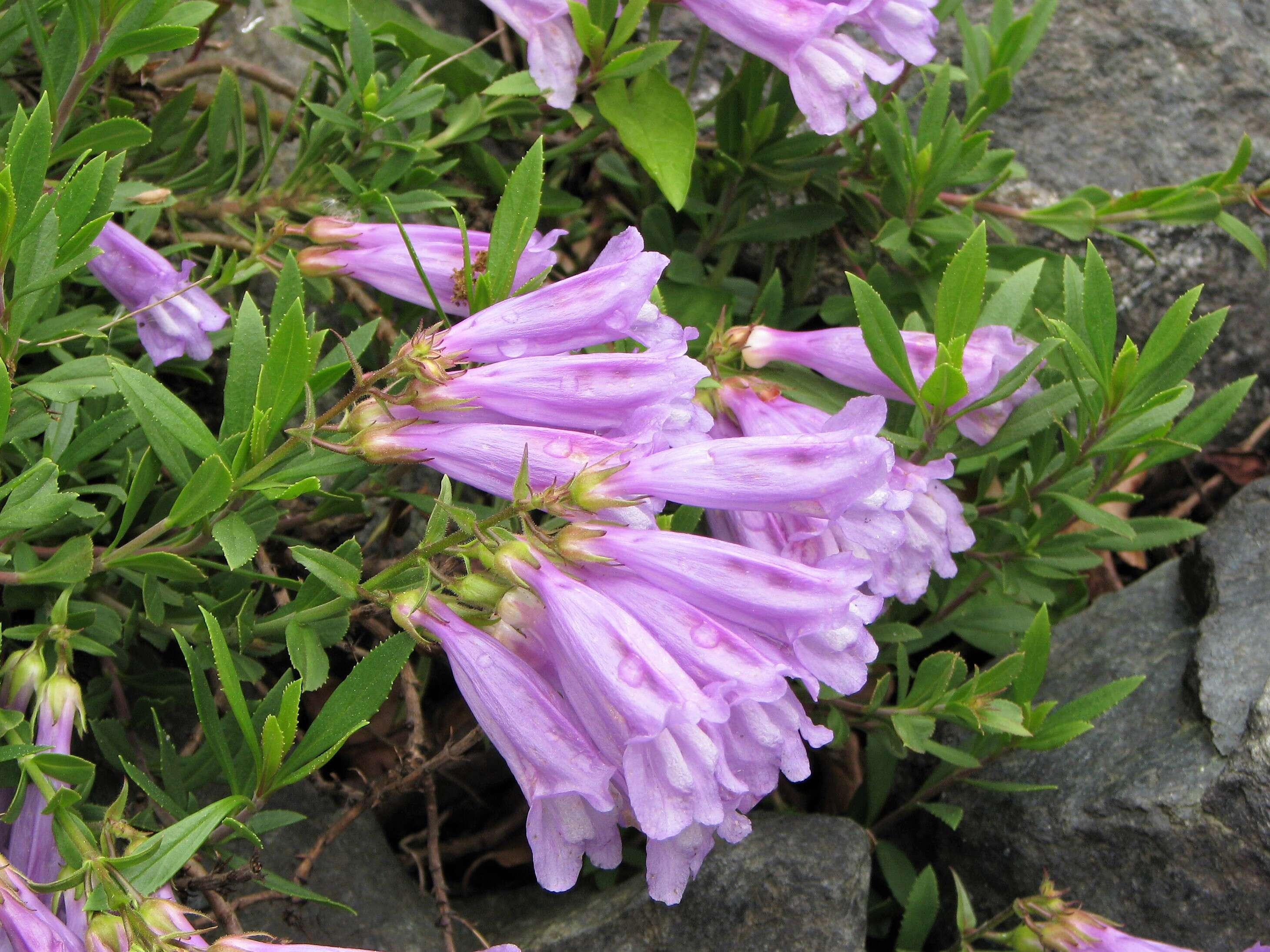 Image of Davidson's penstemon