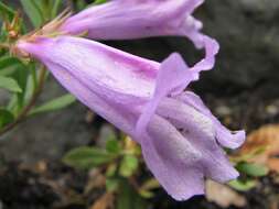 Image of Davidson's penstemon