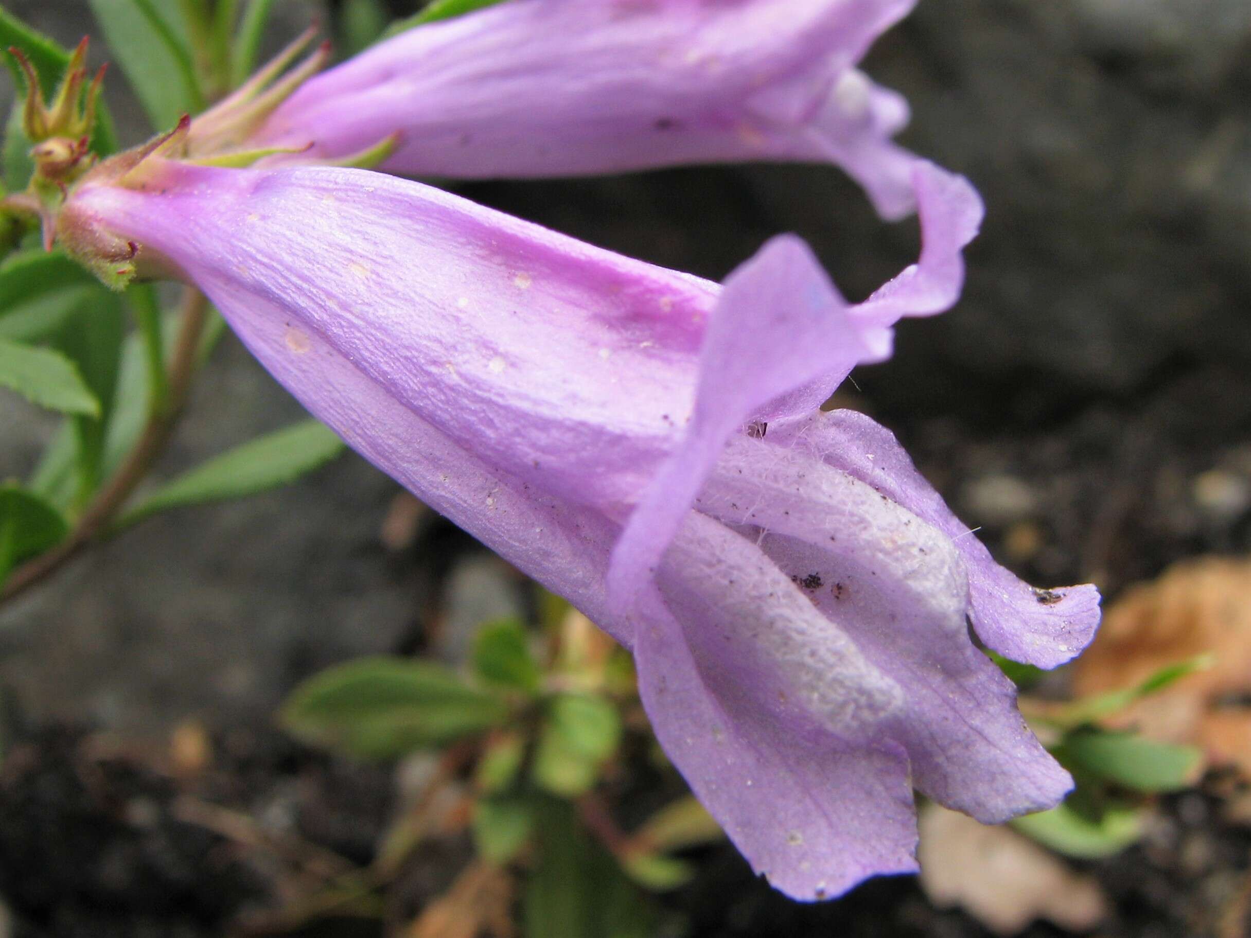 Image of Davidson's penstemon