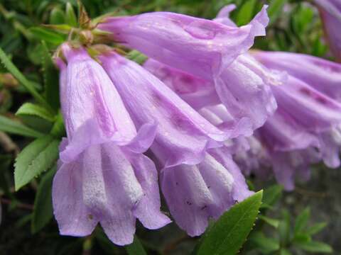 Image of Davidson's penstemon