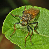 Image of Cyrtopogon ruficornis (Fabricius 1794)