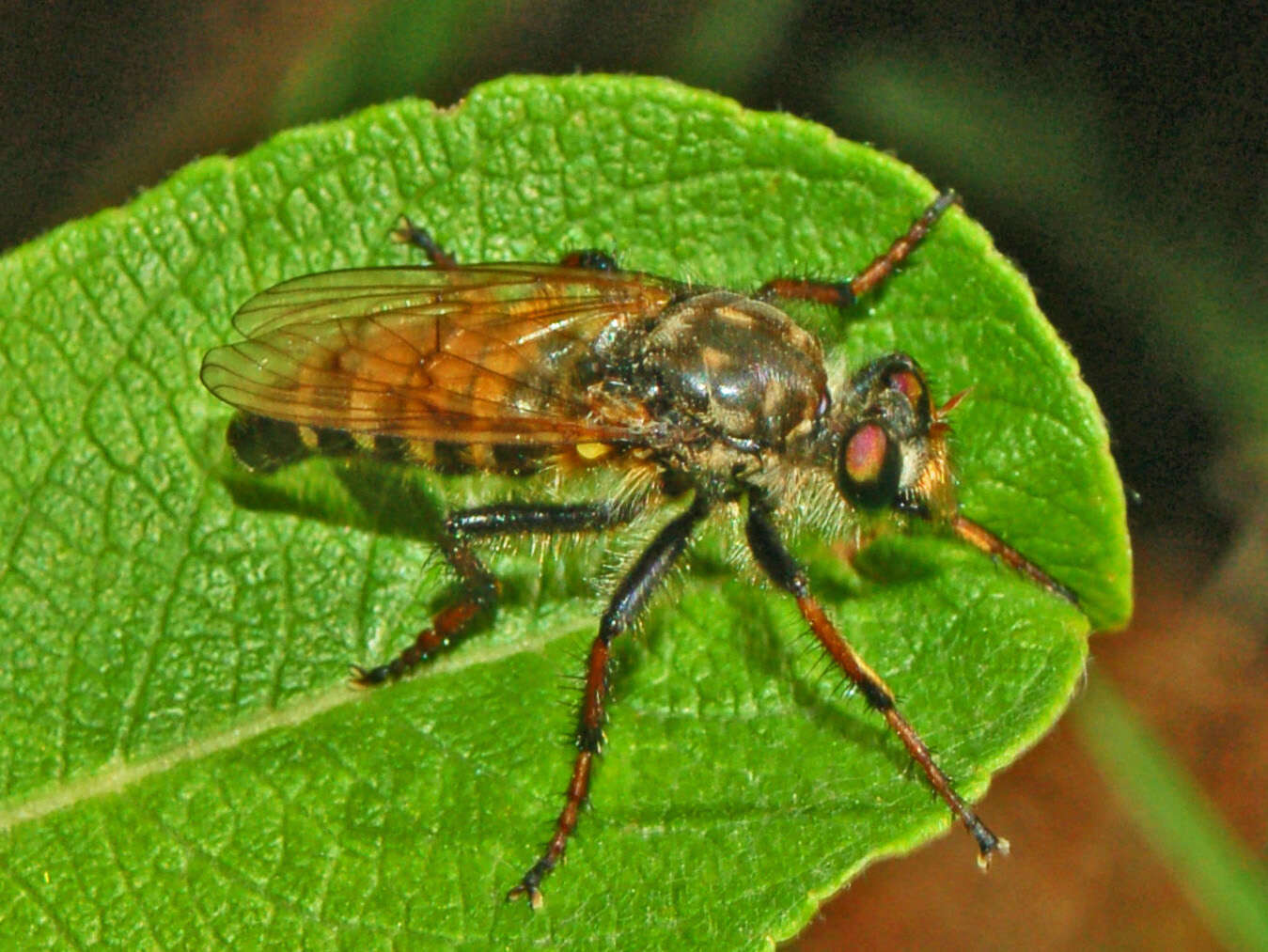 Image of Cyrtopogon ruficornis (Fabricius 1794)