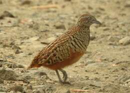 Image of Barred Buttonquail