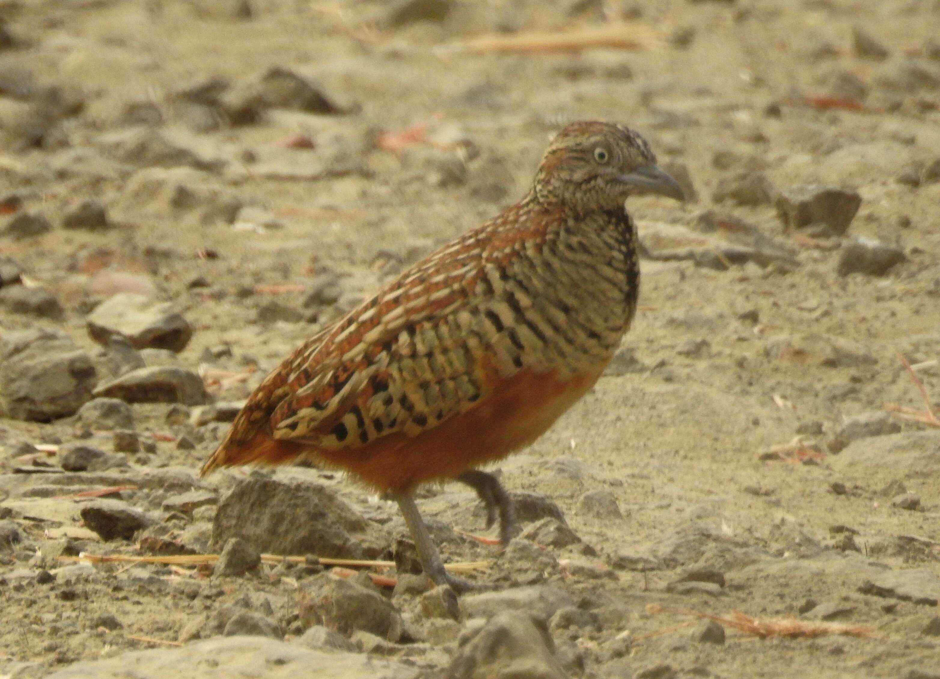 Image of Barred Buttonquail