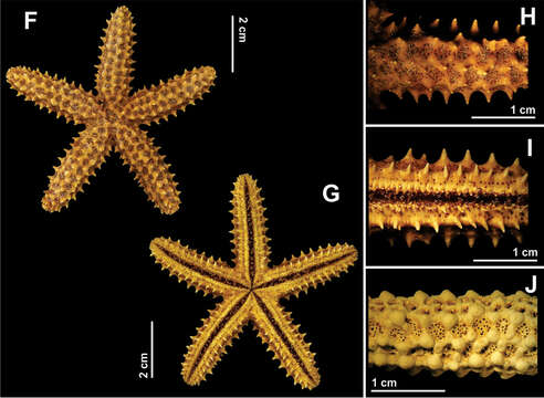 Leptognathina resmi