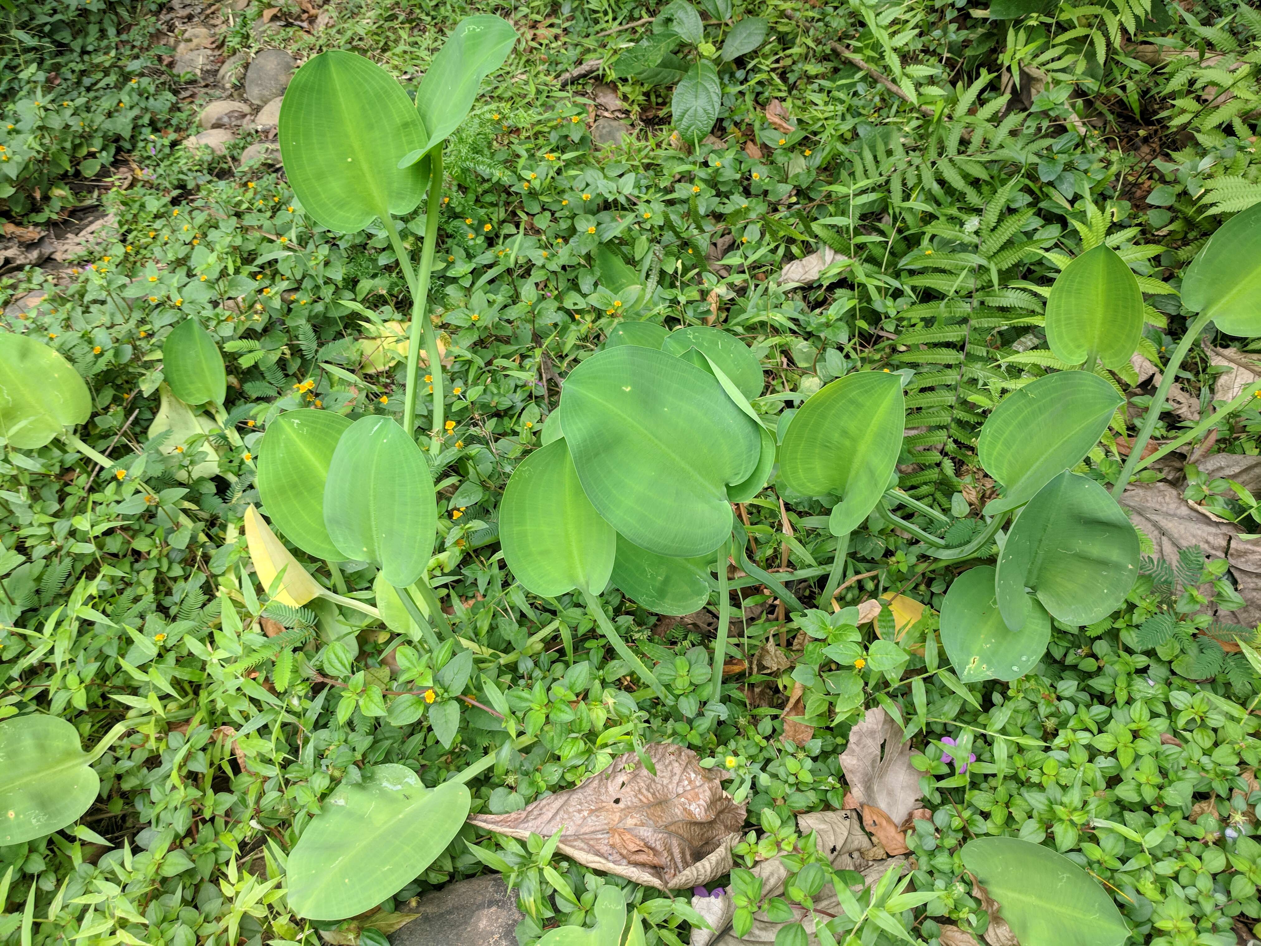 Image of velvetleaf