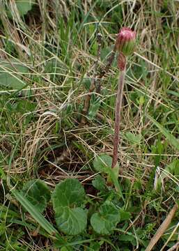 Image of Purple Coltsfoot