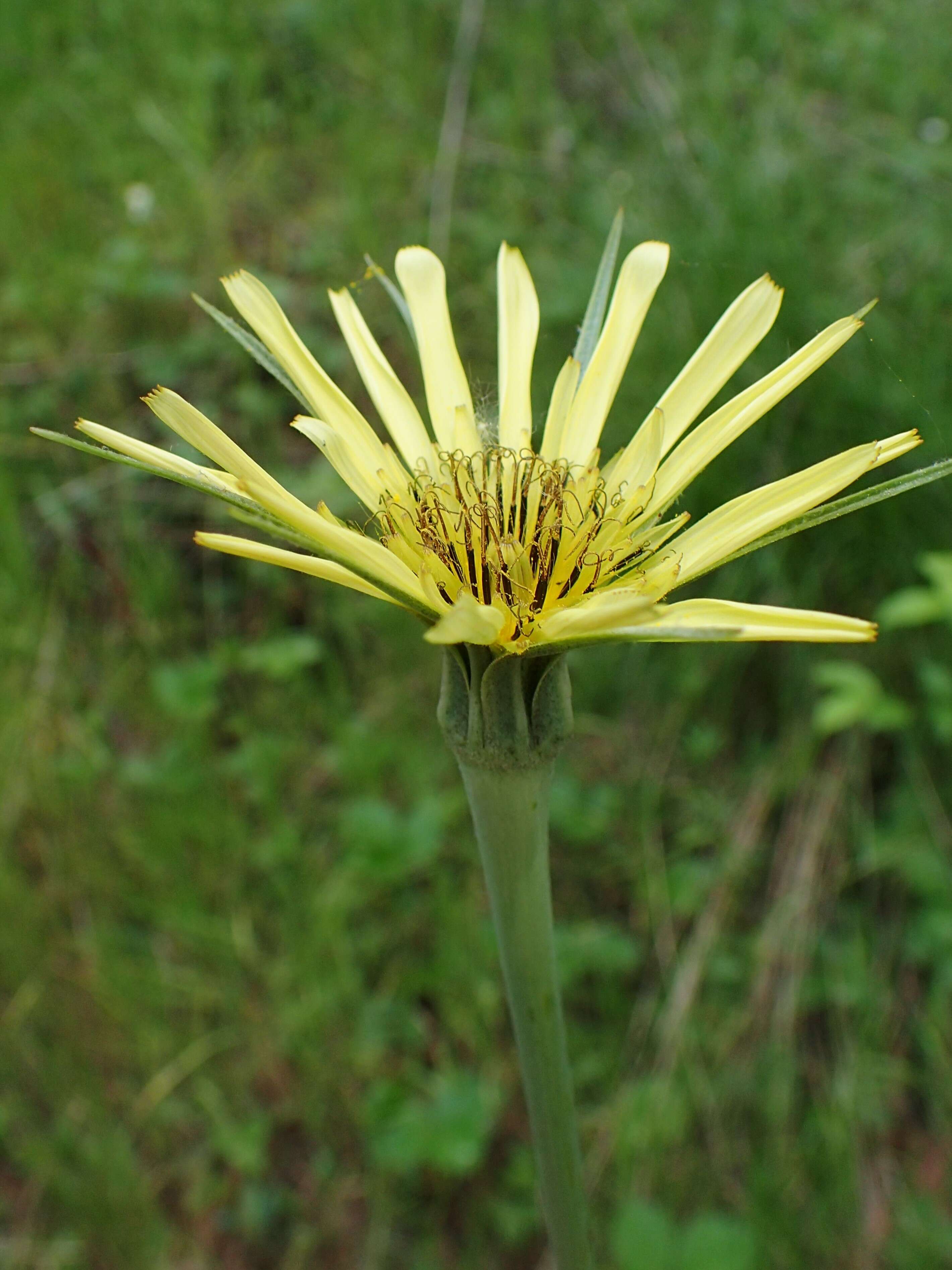 Image of yellow salsify