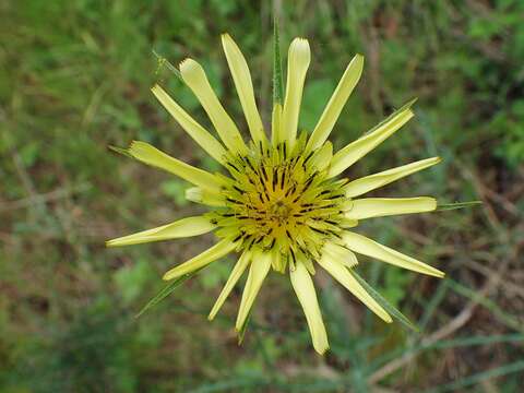 Image of yellow salsify