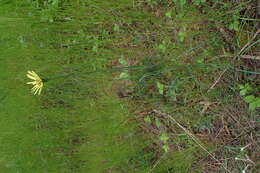 Image of yellow salsify