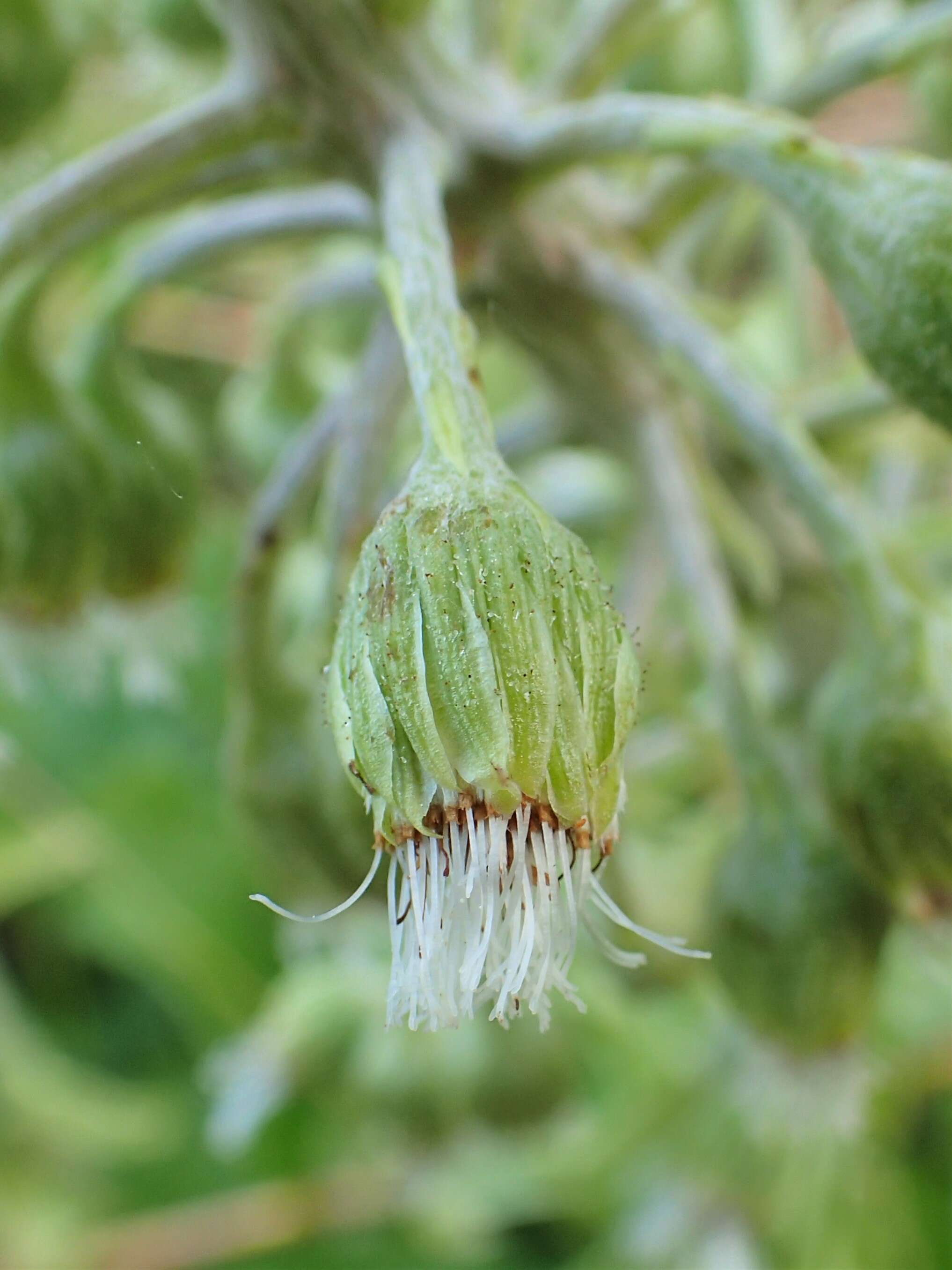 Image of Petasites albus (L.) Gaertn.