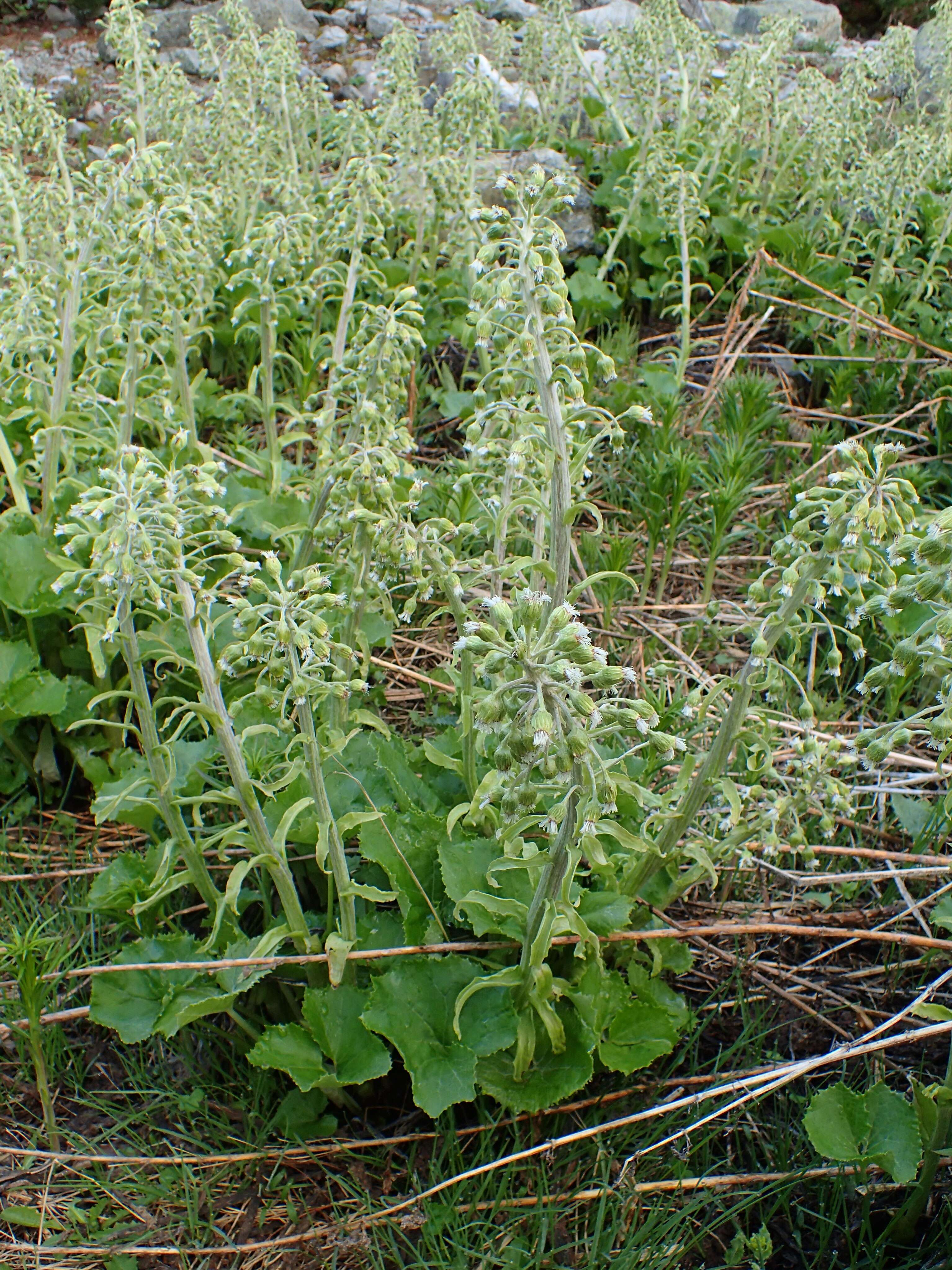 Image of Petasites albus (L.) Gaertn.