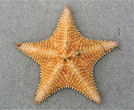 Image of Red cushion sea star