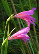 Image of Gladiolus illyricus W. D. J. Koch