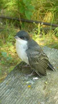 Image of Eastern Kingbird