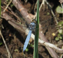 Image of Southern Skimmer