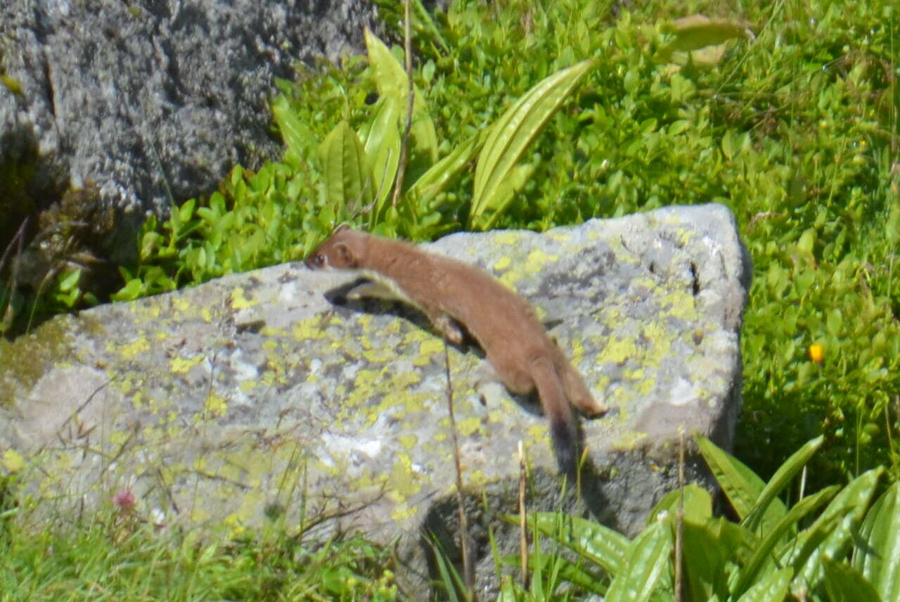 Image of ermine