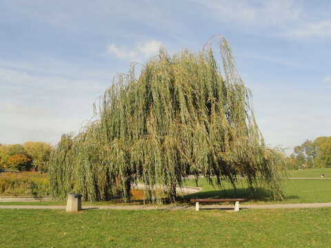 Image of Peking Willow