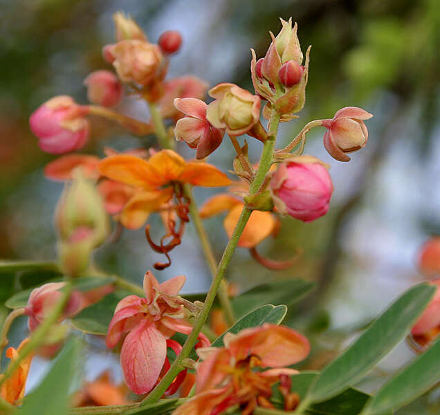 Image of Roxburgh's cassia