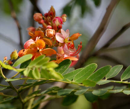 Слика од Cassia roxburghii DC.