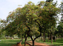 Cassia roxburghii DC. resmi