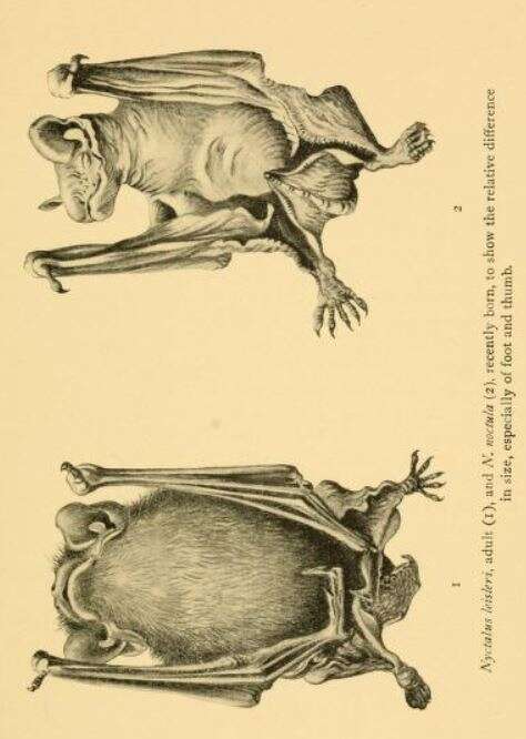 Image of leislers bat, lesser noctule