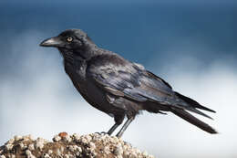 Imagem de Corvus coronoides Vigors & Horsfield 1827